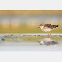 5240 x 3493_Px _RM_170814_MG_9311.jpg