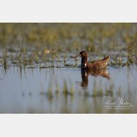 5472 x 3648_Px _RM_150425_MG_4782.jpg