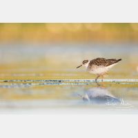 5472 x 3648_Px _RM_170814_MG_9285.jpg