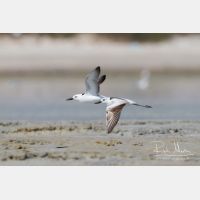 3620 x 2413_Px _RM_130131_MG_3679.jpg