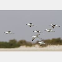 4397 x 2931_Px _RM_130131_MG_3660.jpg