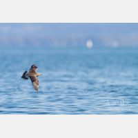 3094 x 2063_Px _RM_130904_MG_6047.jpg