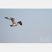 4367 x 2911_Px _RM_130904_MG_5957.jpg