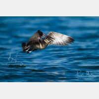 5184 x 3456_Px _RM_130904_MG_6061.jpg