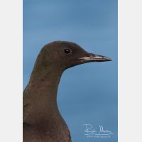 1569 x 2336_Px _RM_070701_MG_2724.jpg