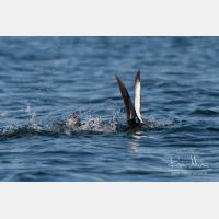 3204 x 2136_Px _RM_070701_MG_2674.jpg