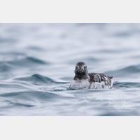 4150 x 2767_Px _RM_140322_MG_9160.jpg