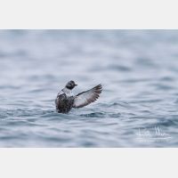 4296 x 2864_Px _RM_140322_MG_8998.jpg