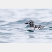 4352 x 2902_Px _RM_140322_MG_9159.jpg