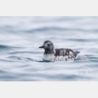 4401 x 2934_Px _RM_140322_MG_9171.jpg