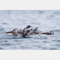 4421 x 2947_Px _RM_140322_MG_9021.jpg