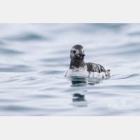 4457 x 2972_Px _RM_140322_MG_9178.jpg