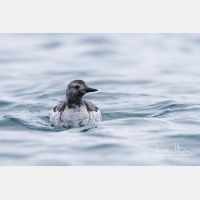 4473 x 2982_Px _RM_140322_MG_9164.jpg