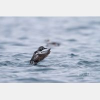 4498 x 2998_Px _RM_140322_MG_9004.jpg