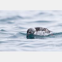 4591 x 3060_Px _RM_140322_MG_9173.jpg