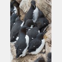 3287 x 4930_Px _RM_140326TTLL6682.jpg