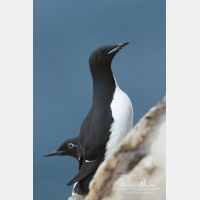 3456 x 5184_Px _RM_140327_MG_7700.jpg