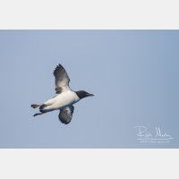 4188 x 2792_Px _RM_140326_MG_0127.jpg