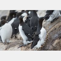 4958 x 3305_Px _RM_140326TTLL6651.jpg