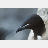 5184 x 3456_Px _RM_140327_MG_7730.jpg