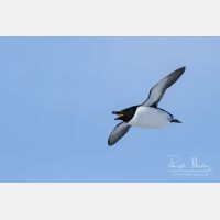 4035 x 2690_Px _RM_140325_MG_0772.jpg