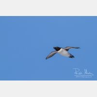 4082 x 2721_Px _RM_140325_MG_0817.jpg