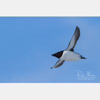 4118 x 2746_Px _RM_140325_MG_0773.jpg