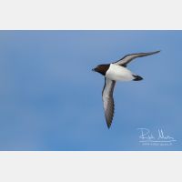 4142 x 2762_Px _RM_140325_MG_0892.jpg