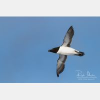 4179 x 2786_Px _RM_140325_MG_0917_b.jpg