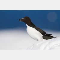 4983 x 3322_Px _RM_140325_MG_0529.jpg