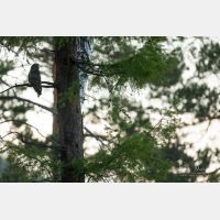 6346 x 4231 Px   _RM_190601_D4_3244.jpg