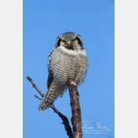 3456 x 5184_Px _RM_140323_MG_9126.jpg