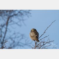 5184 x 3456_Px _RM_140323_MG_9152.jpg