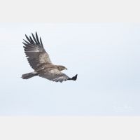 3870 x 2580 Px   _RM_190904_D2_1261.jpg