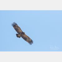 3945 x 2630 Px   _RM_190901_D2_9973.jpg