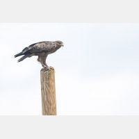 3979 x 2653 Px   _RM_190904_D2_1238.jpg