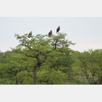 3197 x 2132_Px _RM_071215_MG_8327.jpg