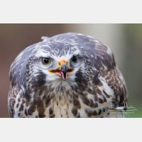 2637 x 1758_Px _RM_131126_MG_1847.jpg