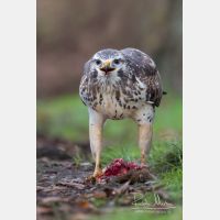 2965 x 4447_Px _RM_131126_MG_1911_b.jpg