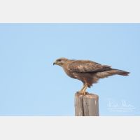 3281 x 2188_Px _RM_100410_MG_9670.jpg