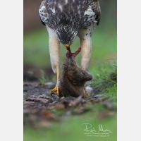 3456 x 5184_Px _RM_131126_MG_1859.jpg