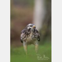 3456 x 5184_Px _RM_131126_MG_2005.jpg