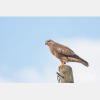 3597 x 2398_Px _RM_100410_MG_9604.jpg