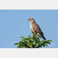 3888 x 2592_Px _RM_110522_MG_0007.jpg