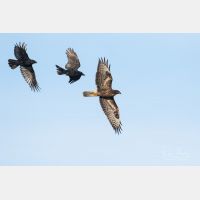 4370 x 2913 Px   _RM_181101__72_2092.jpg