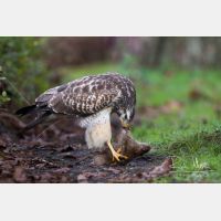 4535 x 3023_Px _RM_131126_MG_1631.jpg