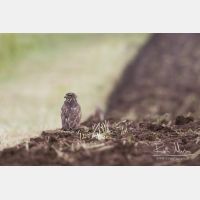 4590 x 3060_Px _RM_171127_MG_0840.jpg