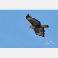 4721 x 3147_Px _RM_120516_MG_7885_b.jpg