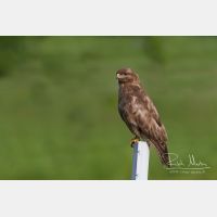 4936 x 3291_Px _RM_130628_MG_0059_b.jpg