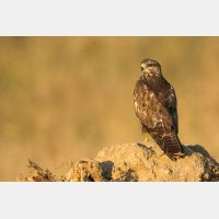 5084 x 3389 Px   _RM_190901_D2_9703.jpg